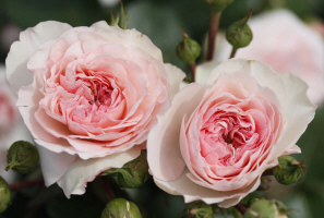 FLORIBUNDA rožės didmeninė rožių sodinukai krūmai Lenkija darželis