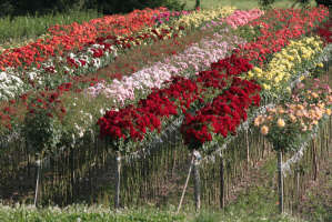 FLORIBUNDA róże hurt sadzonki róż krzewy szkółka Polska