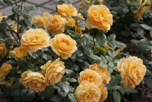 FLORIBUNDA rožės didmeninė rožių sodinukai krūmai Lenkija darželis